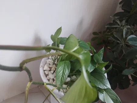 سنگ تزیینی مدل MAHAN وزن 2 کیلوگرم