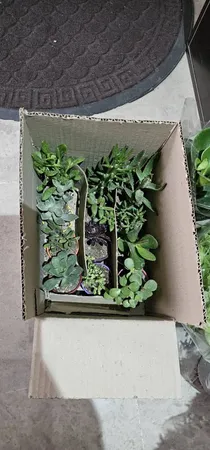 گیاه طبیعی کاکتوس و ساکولنت آیدین کاکتوس کد CB-004 بسته 12 عددی