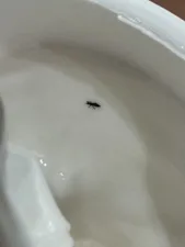 تجریه خرید کرم مرطوب‌کننده آردن سی فکتور مدل ویتامین C حجم 150 میلی‌لیتر