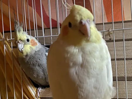 لانه پرنده مدل عروس هلندی درب کشویی طرح چوبی