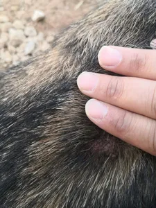 تجریه خرید پماد ضد قارچ و باکتری و التهاب حیوانات آفرین دارو مدل جی بی سی کد TB425 وزن 42.5 گرم