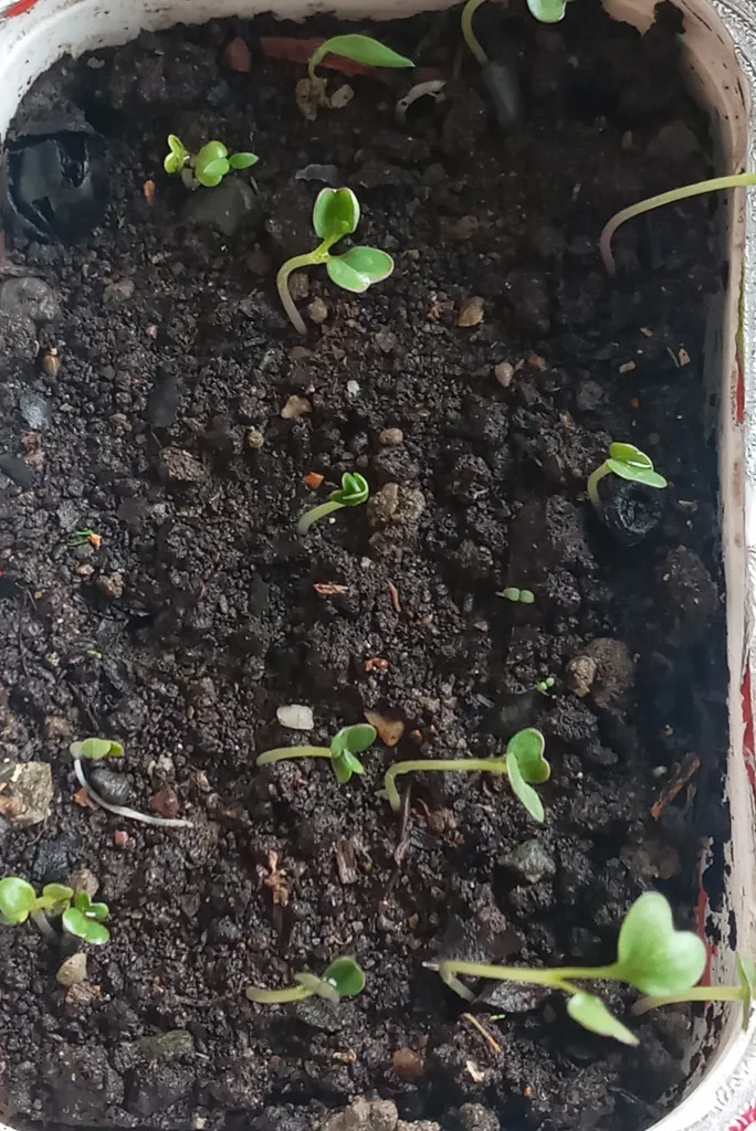 بذر گل کلم بنفش گیلدا کد 313