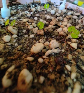 تجریه خرید کاپ قاعدگی آندیا مدل 1 سایز کوچک