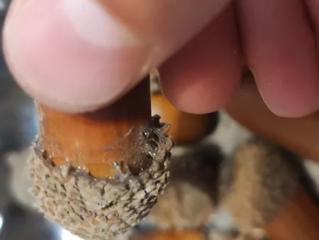 میوه تزیینی مدل بلوط بسته 20 عددی