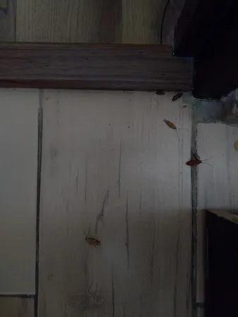 ژل سوسک کش برسودا پلاس مدل B50 وزن 50 گرم