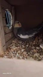 لانه پرنده مدل عروس هلندی درب کشویی طرح چوبی