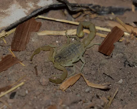 چراغ قوه دستی مدل UV 365nm filter