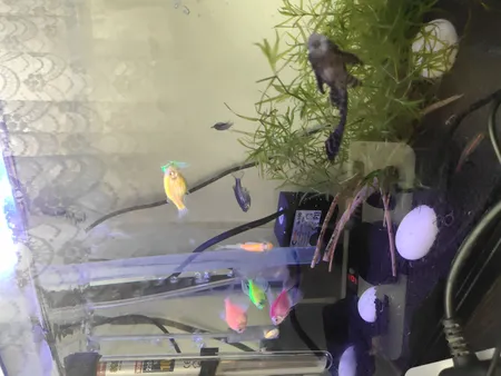 پمپ آب آکواریوم سی استار مدل Q-100