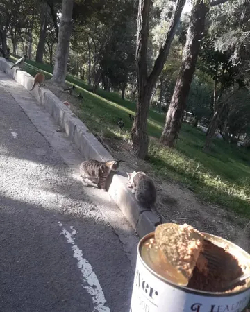 کنسرو غذای سگ شایر مدل chicken and beef 2 وزن 800 گرم