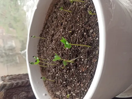 بذر گل نیلوفر رونده الوان گلبرگ پامچال کد GPF-093