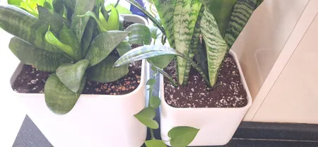 بستر آماده کشت بهکام کد BEH015 حجم 15 لیتر