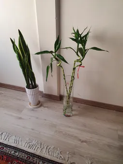 گیاه طبیعی بامبو مدل D-16