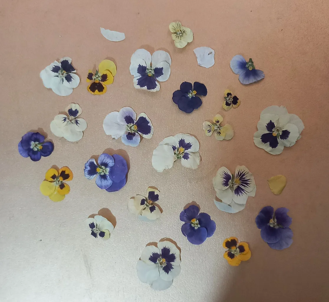 گل خشک مدل بنفشه کد 10