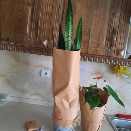 گیاه طبیعی سانسوریا سبز شمشیری کد AS-28