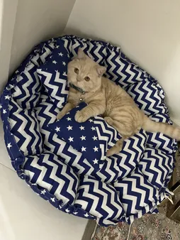 جای خواب سگ و گربه مدل star8