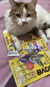 تجریه خرید تشویقی گربه بادو مدل بستنی با طعم مرغ وزن 60 گرم بسته 4 عددی