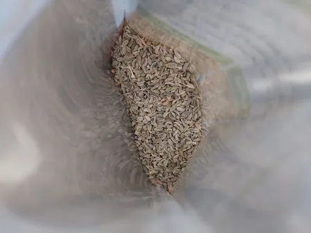 بذر جعفری بذر طلایی برتر کد BZT-92