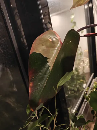 گل طبیعی فیلودندرون  تافکو مدل پینک پرنسس  کد 2x