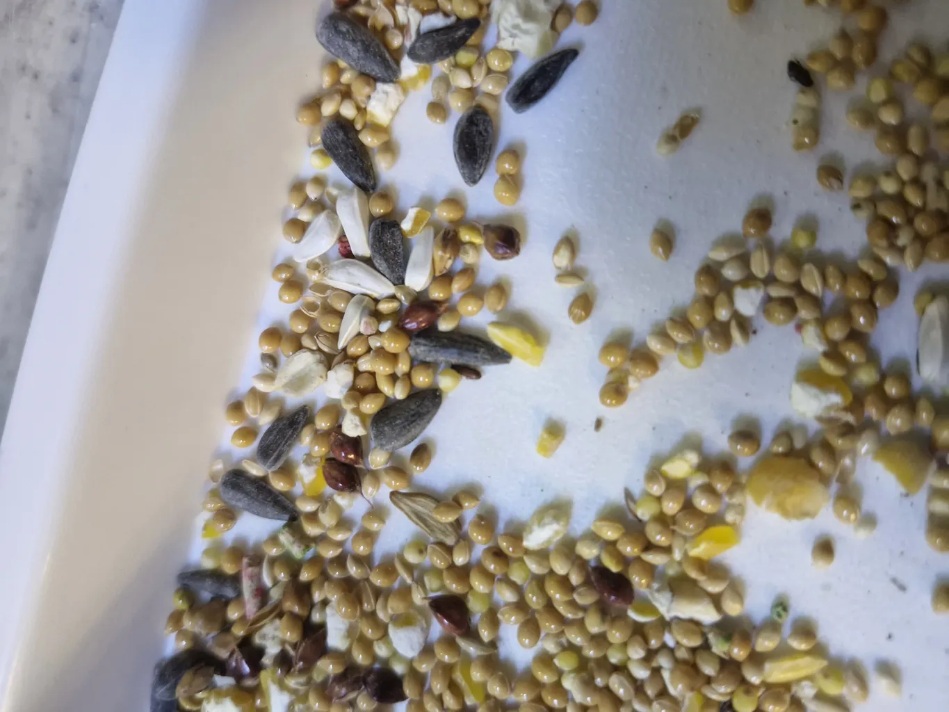 غذای طوطی برزیلی کاسنر کد K12 وزن 1200 گرم