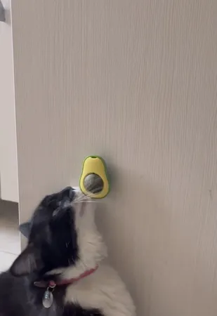 تشویقی دندانی گربه مدل آبنبات کت نیپ دار avo01