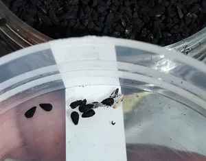 تجریه خرید سیاهدانه ممتاز سرمد - 450 گرم