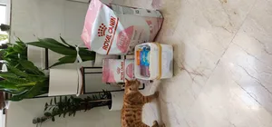 تجریه خرید غذای تشویقی گربه دریمیز مدل مرغ وزن 60 گرم