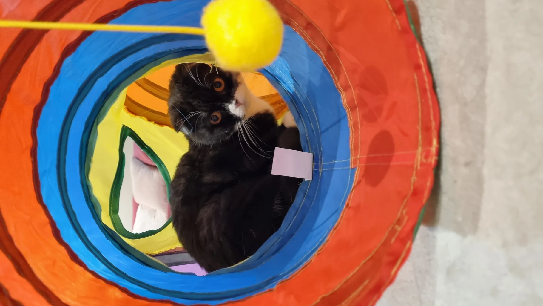 اسباب بازی سگ و گربه مدل تونل سه شاخه حفره