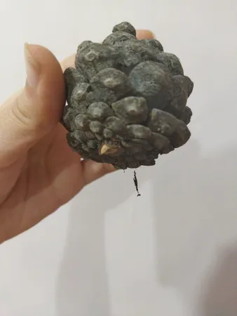 میوه تزیینی درخت کاج کد 62 مجموعه 5 عددی