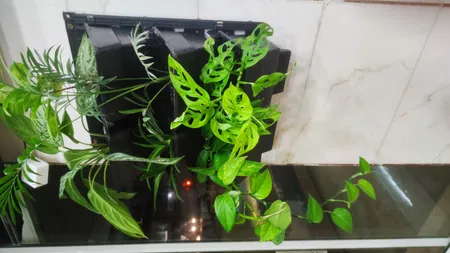 گلدان دیواری طرح دیوار سبز مدل Lotus بسته 6 عددی