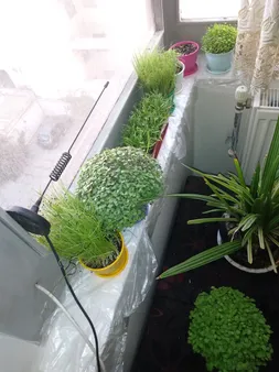 بذر سبزی خوراکی بذر طلایی رویان مدل V-P-BZTR-006 مجموعه 8 عددی