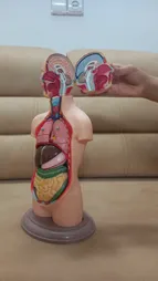 بازی آموزشی طرح مولاژ نیم تنه انسان مدل ASM06