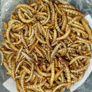 تجریه خرید غذای ماهی و لاک پشت فود فارمز لند مدل میلورم وزن 50 گرم