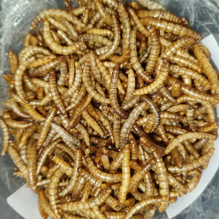 غذای ماهی و لاک پشت فود فارمز لند مدل میلورم وزن 50 گرم