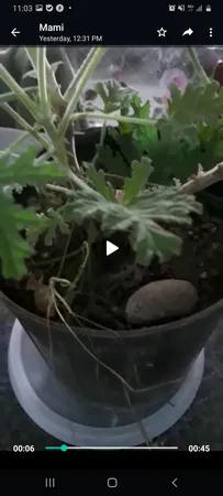 گیاه طبیعی عطر چای مدل C-42