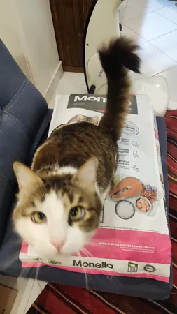 غذای خشک گربه مونلو مدل بالغ وزن 15 کیلوگرم