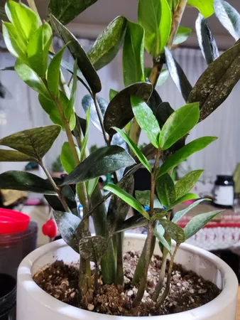 گل طبیعی زاموفولیا سوپر بلک تافکو کد 2025