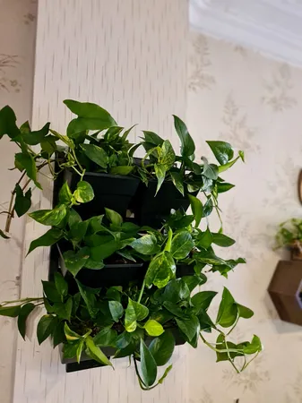 گلدان دیواری طرح دیوار سبز مدل Lotus بسته 6 عددی