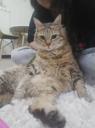 کنسرو گربه شایر مدل ماهی وزن 400 گرم