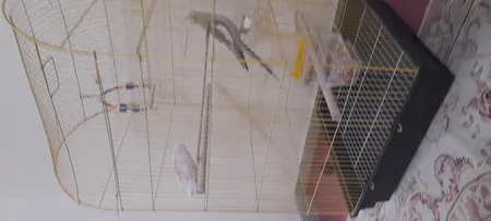 قفس عروس هلندی مدل 1034