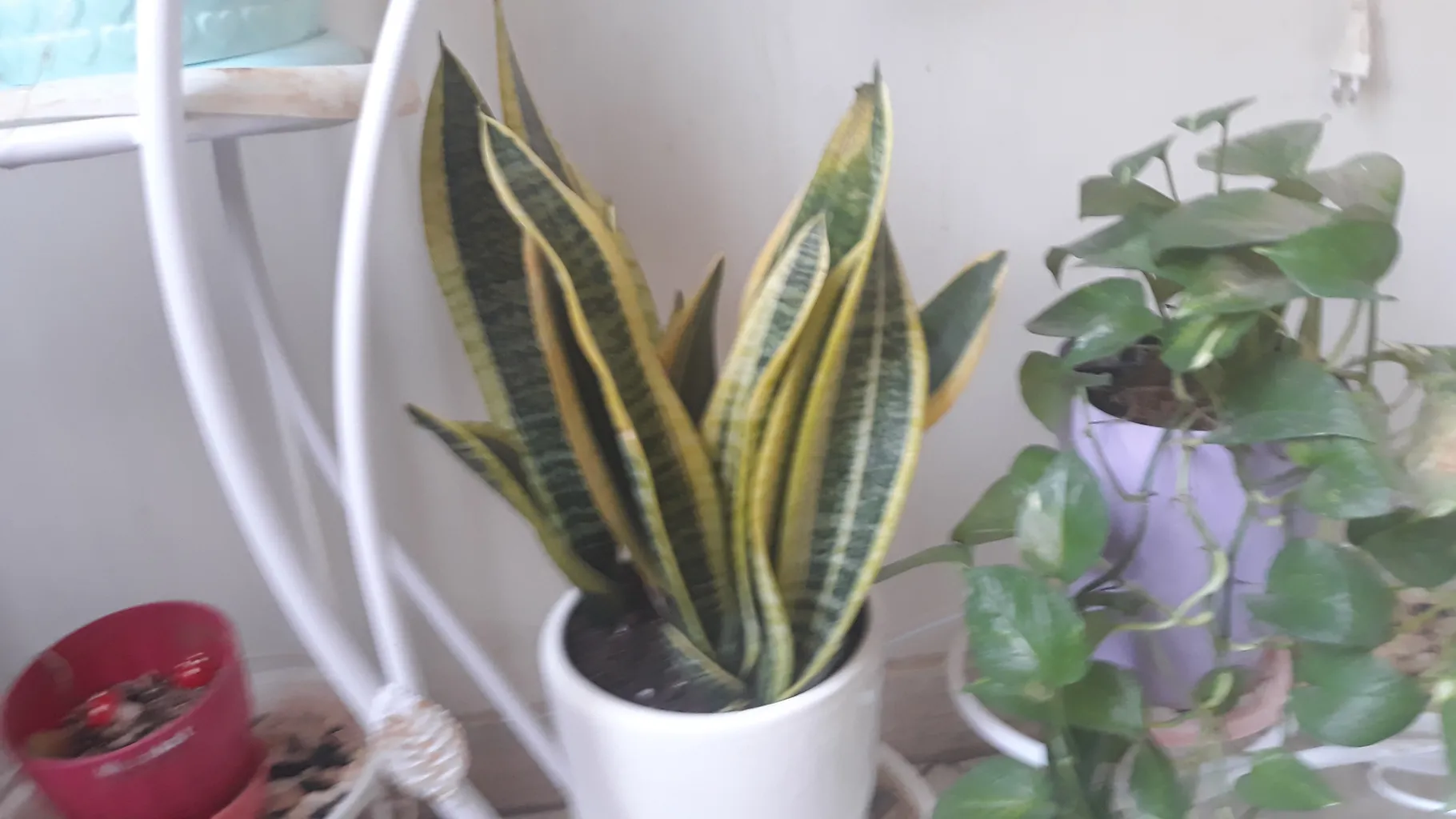 گیاه طبیعی سانسوریا کراواتی ابلق گل گیفت کد GP003