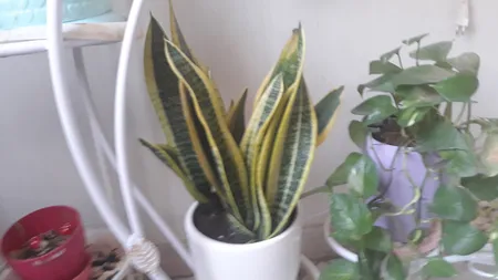 گیاه طبیعی سانسوریا کراواتی ابلق گل گیفت کد GP003