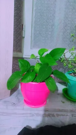 گلدان طرح ارکیده کد 164