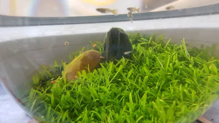 بذر پلنت آکواریوم مدل چمن ریز کوبایی