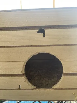 لانه پرنده مدل عروس هلندی