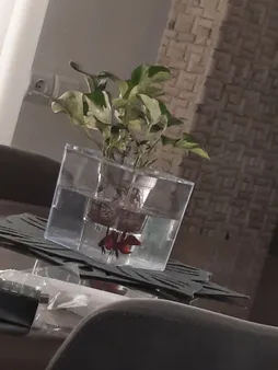 گلدان طرح آکواریوم کد ck106