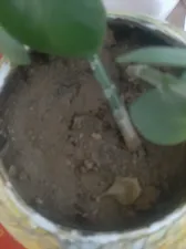 تجریه خرید سم قارچ کش بنومیل بسته 30 گرمی