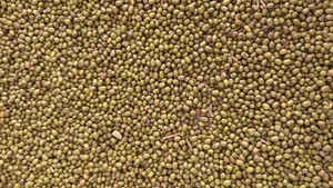 تجریه خرید ماش دستچین زرین برکت -2.5 کیلوگرم