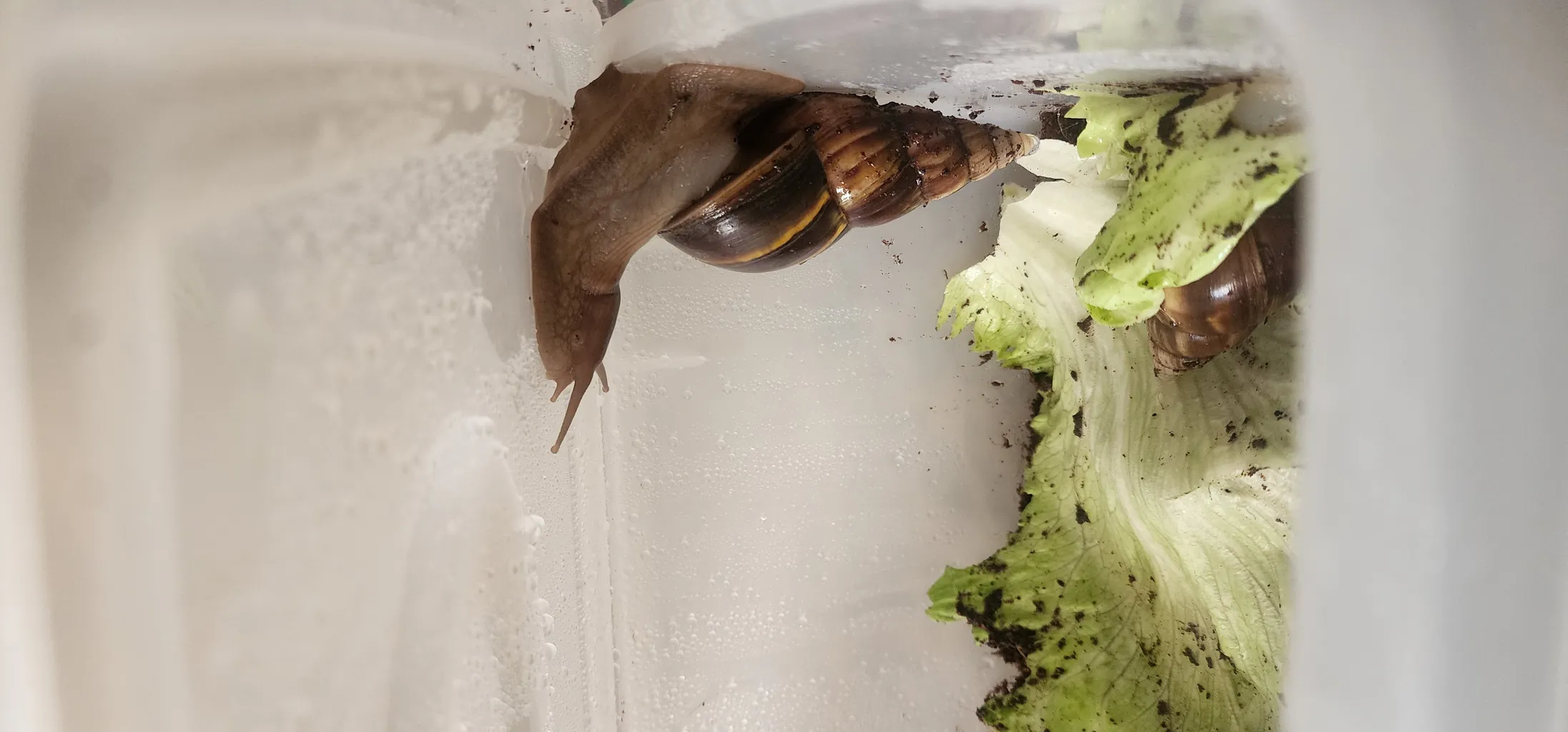 ظرف نان ممتاز پلاستیک مدل 520 ظرفیت 10 لیتری