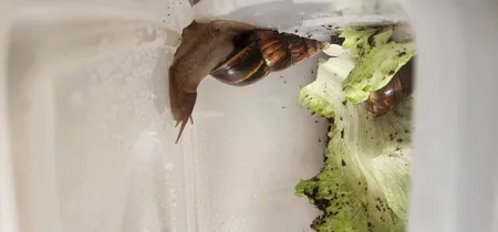 ظرف نان ممتاز پلاستیک مدل 520 ظرفیت 10 لیتری