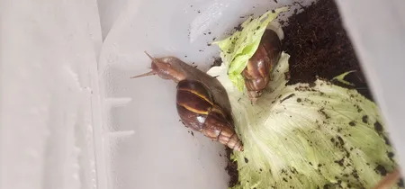 ظرف نان ممتاز پلاستیک مدل 520 ظرفیت 10 لیتری